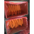 Shandong A Grade Fresh Carrot en venta